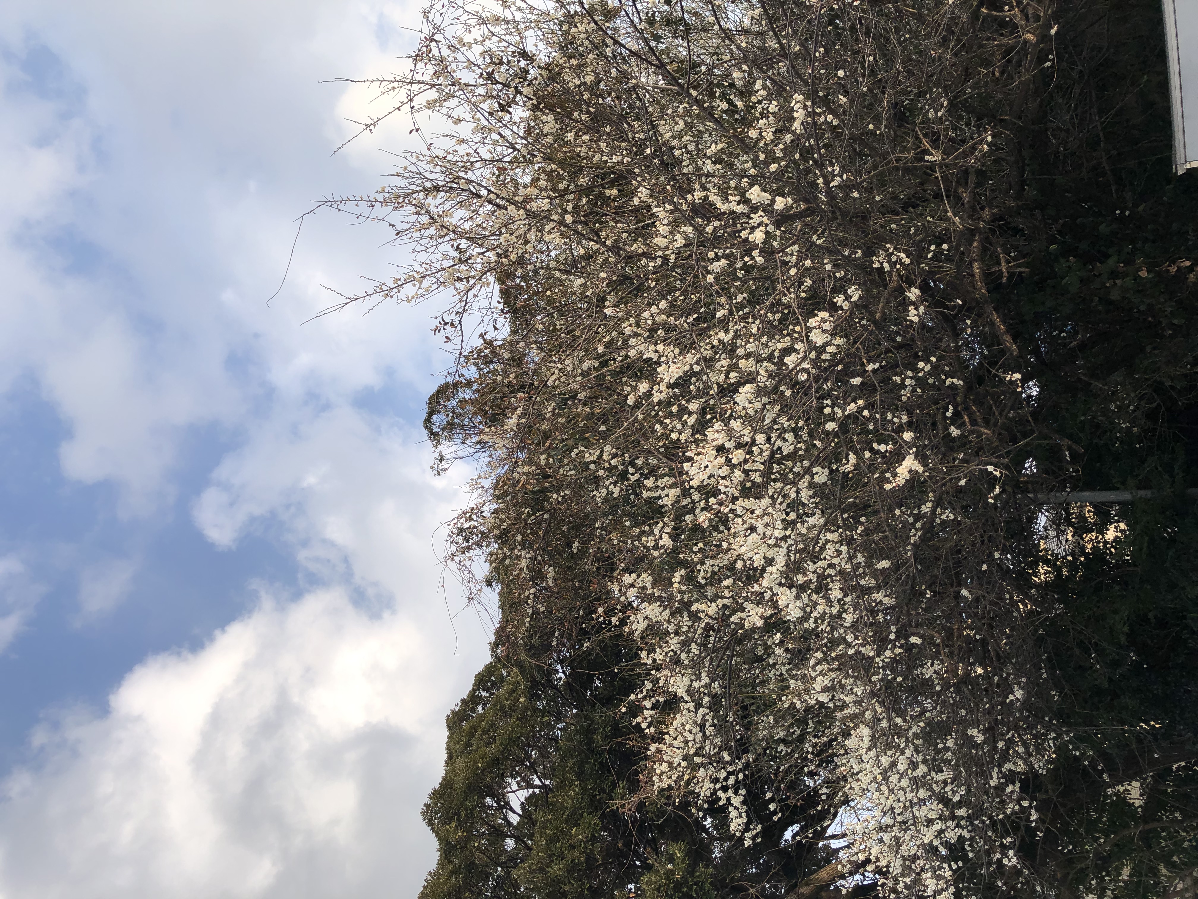 スタッフボイス