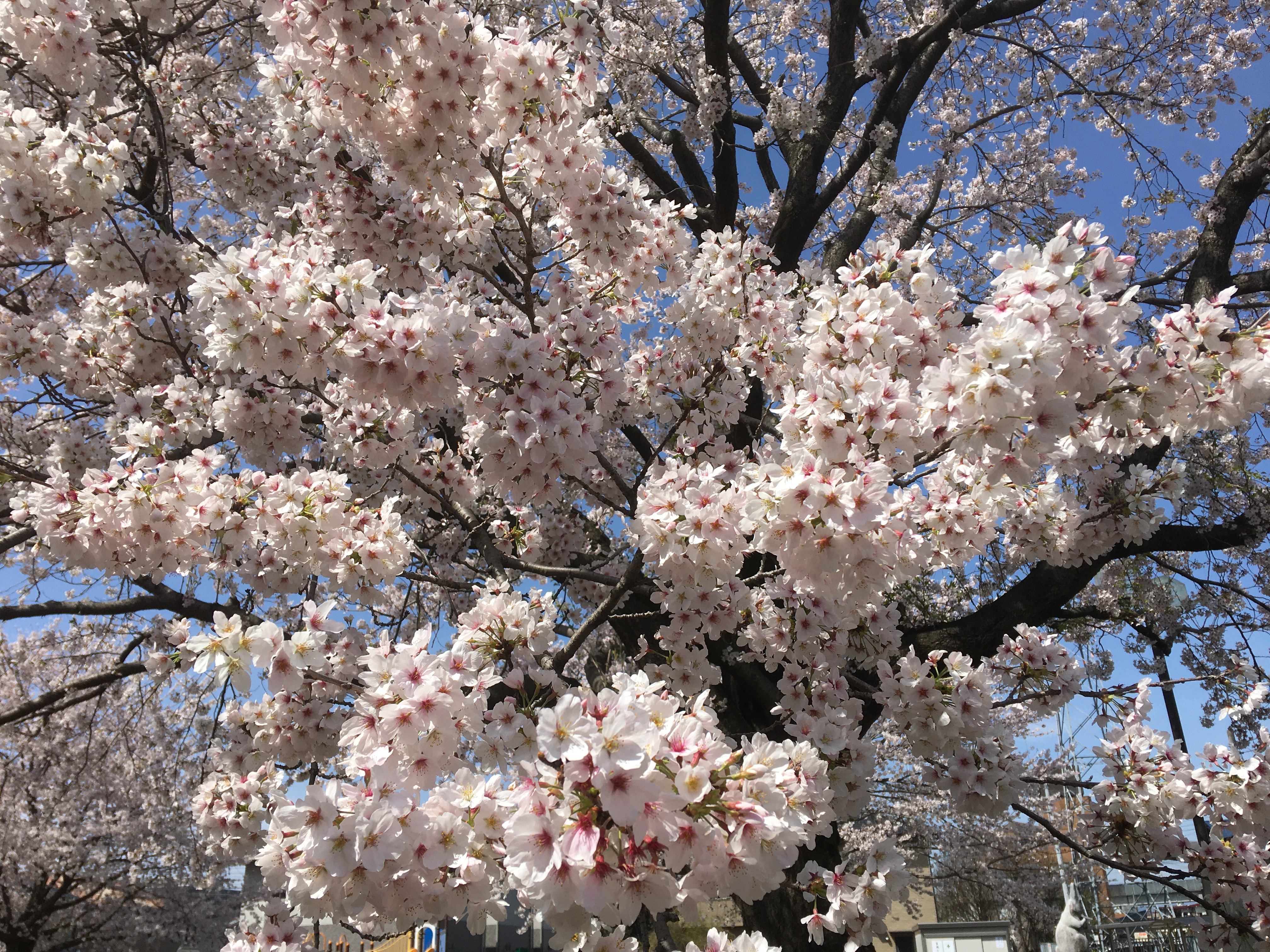 スタッフボイス画像