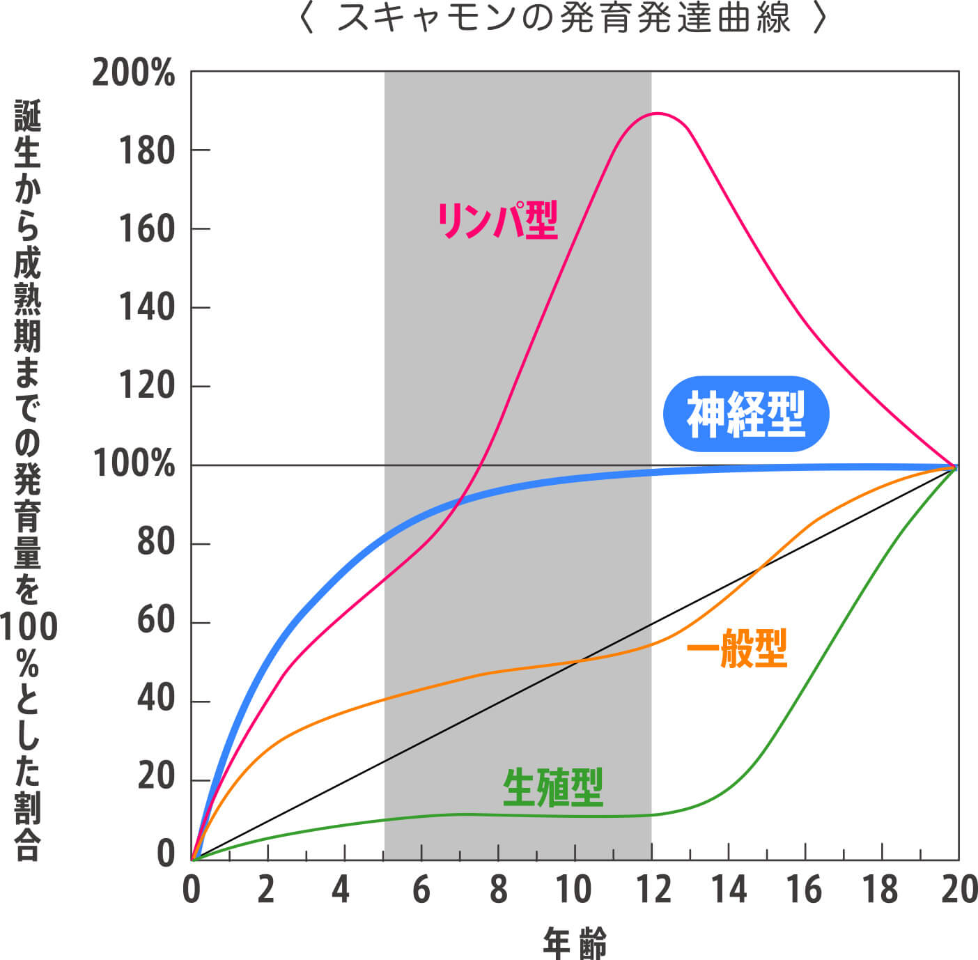 〈 スキャモンの発育発達曲線 〉