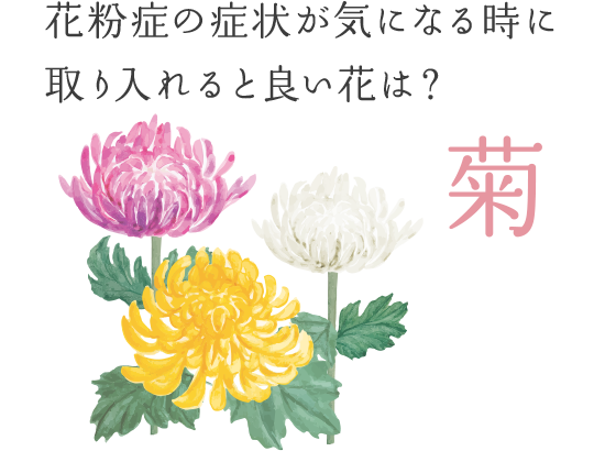 花粉症の症状が気になる時に取り入れると良い花は？　―― 菊